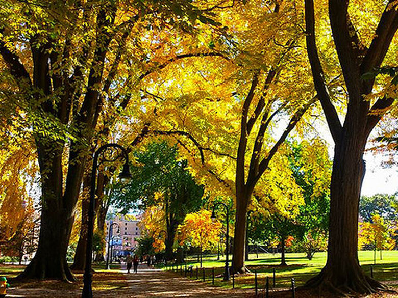 Elm trees in autum