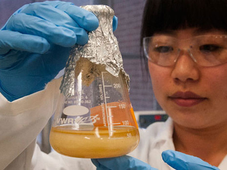 Graduate student Lin Fang observing an active growing culture sample at the biofuels laboratory on Penn State's University Park campus.